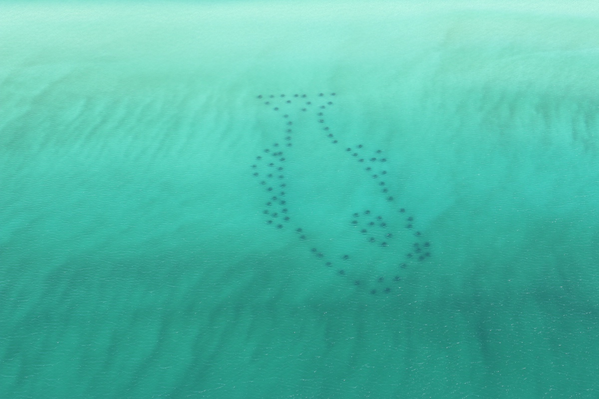 Section Image